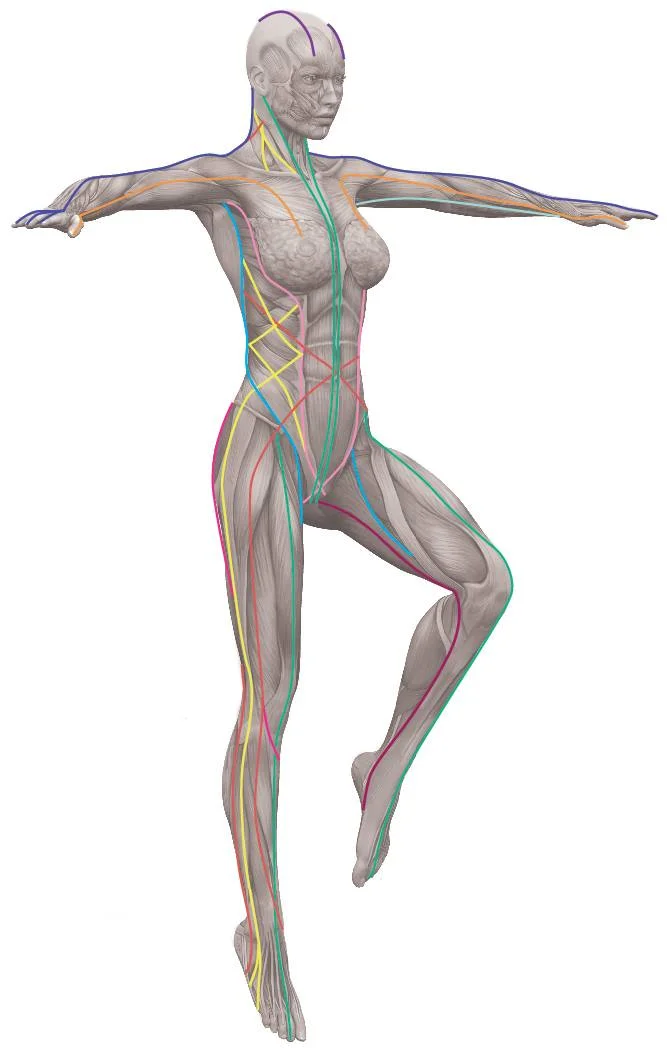 Anatomy Trains and ATSI — BODY IN FOCUS